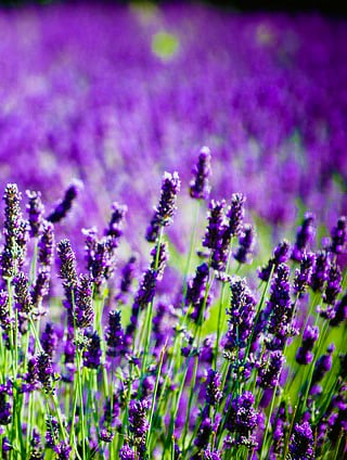 Privacy Policy - Reiki-Questions